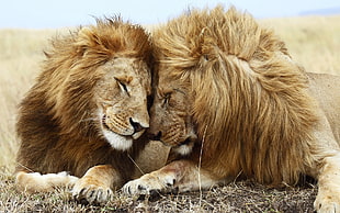 two lions cuddling