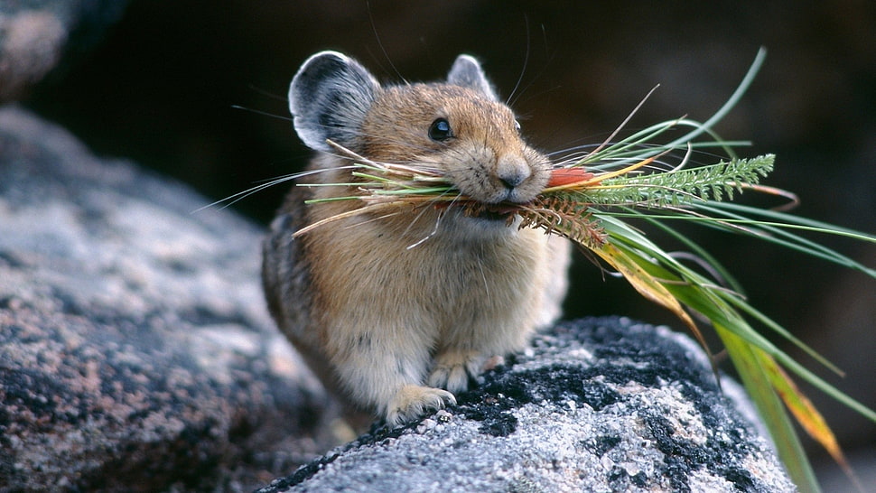 white 4-legged mammal, hamster, animals HD wallpaper