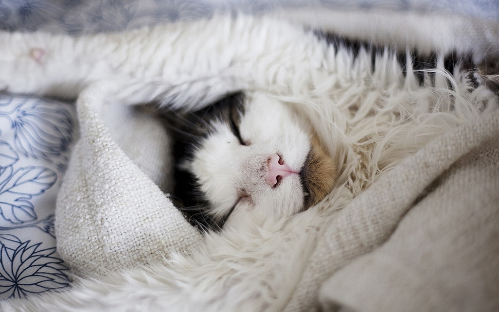 kitten sleeping on white textile HD wallpaper