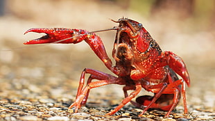 red lobster HD wallpaper