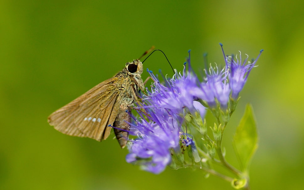 shallow focus photography of brown moth on purple flower HD wallpaper