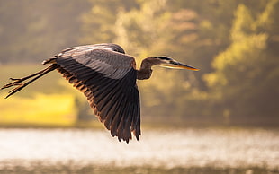 gray and black crane flying during daytime HD wallpaper