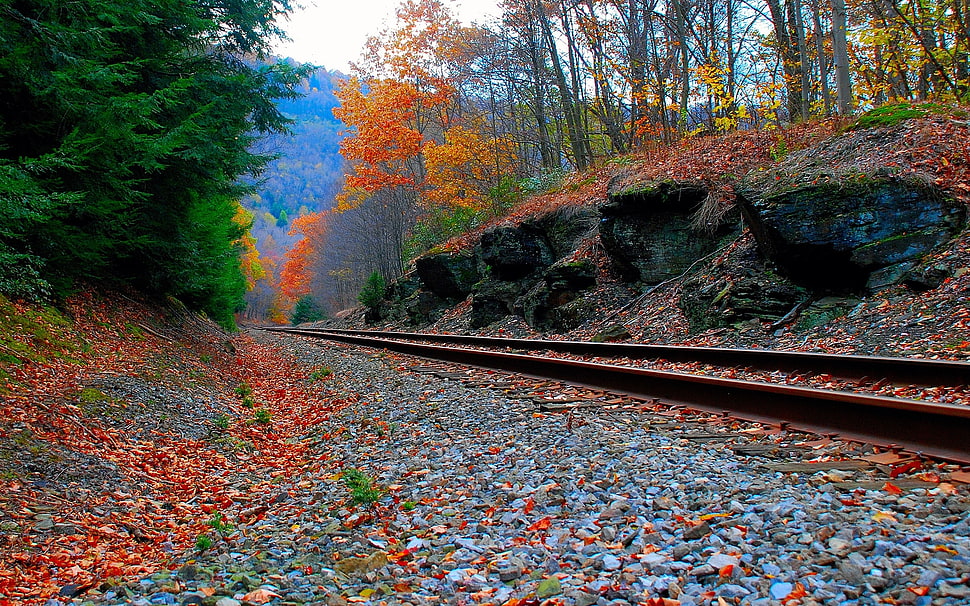 train rails beside green and orange forest HD wallpaper