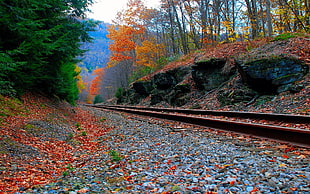 train rails beside green and orange forest