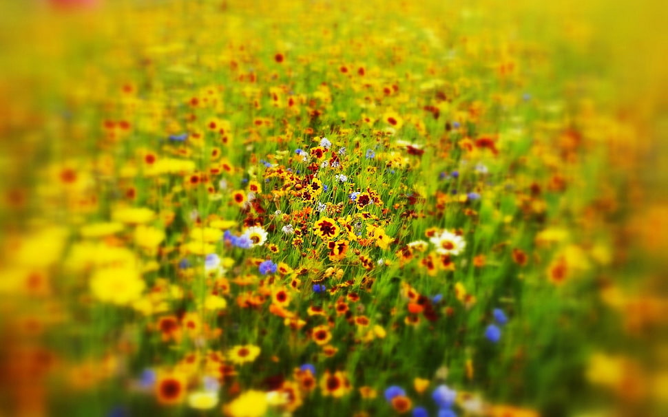 yellow sunflower lot, nature, flowers, field, outdoors HD wallpaper