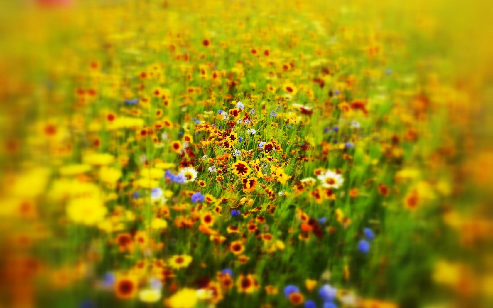 yellow sunflower lot, nature, flowers, field, outdoors