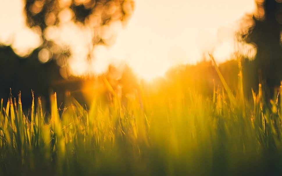 green grass, grass HD wallpaper
