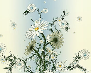 white Shasta Daisy flower wallpaper