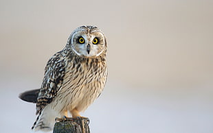 owl perched on wooden post HD wallpaper