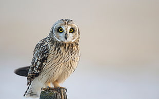 owl perched on wooden post