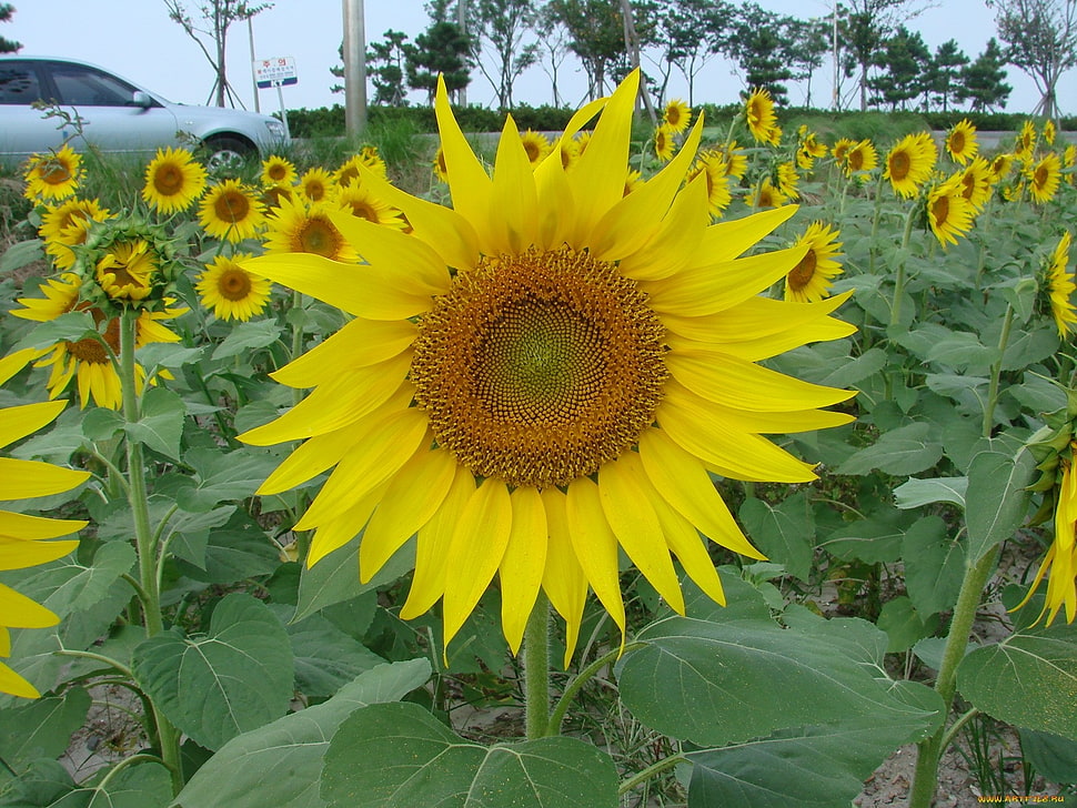 closeup photography of Sunflower during daytime HD wallpaper