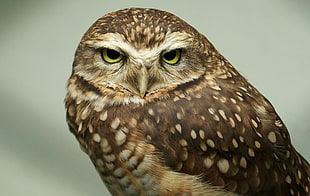 close up photo of brown owl