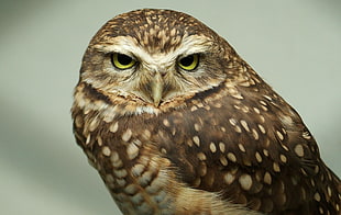 close up photo of brown owl HD wallpaper