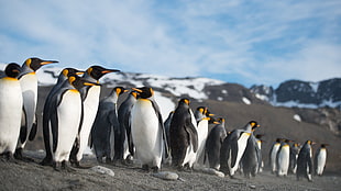 group of penguin photograph HD wallpaper