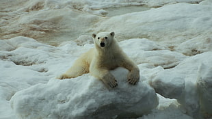 polar bear on top of ice landscape