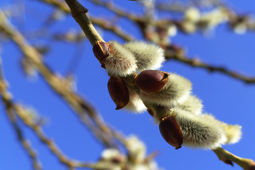 white and brown fruit HD wallpaper