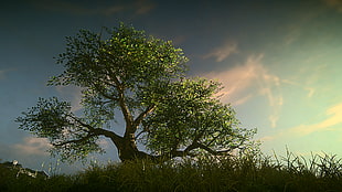 green leaf tree, Planetside, Planetside 2, trees HD wallpaper