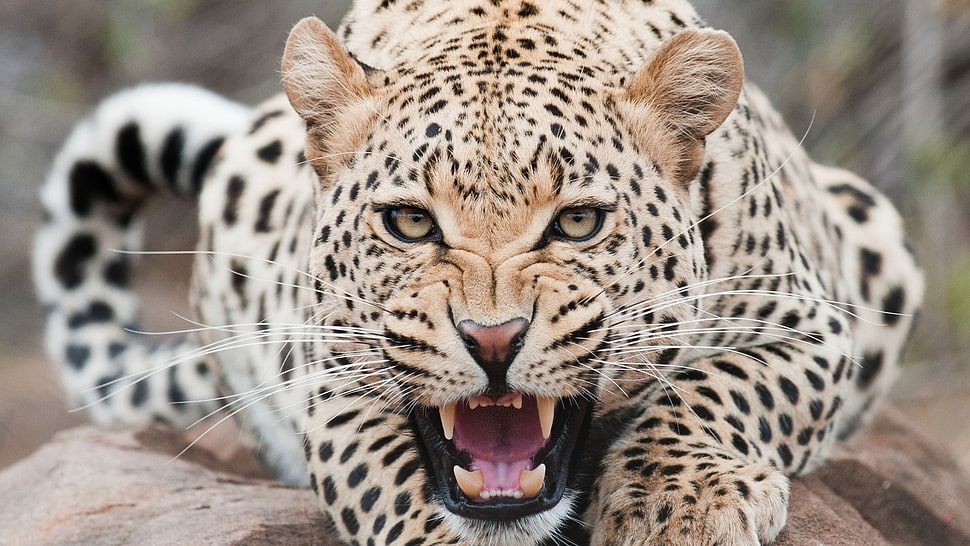 photo of Leopard HD wallpaper