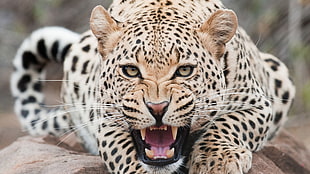 photo of Leopard