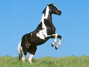 white and black horse raising front legs