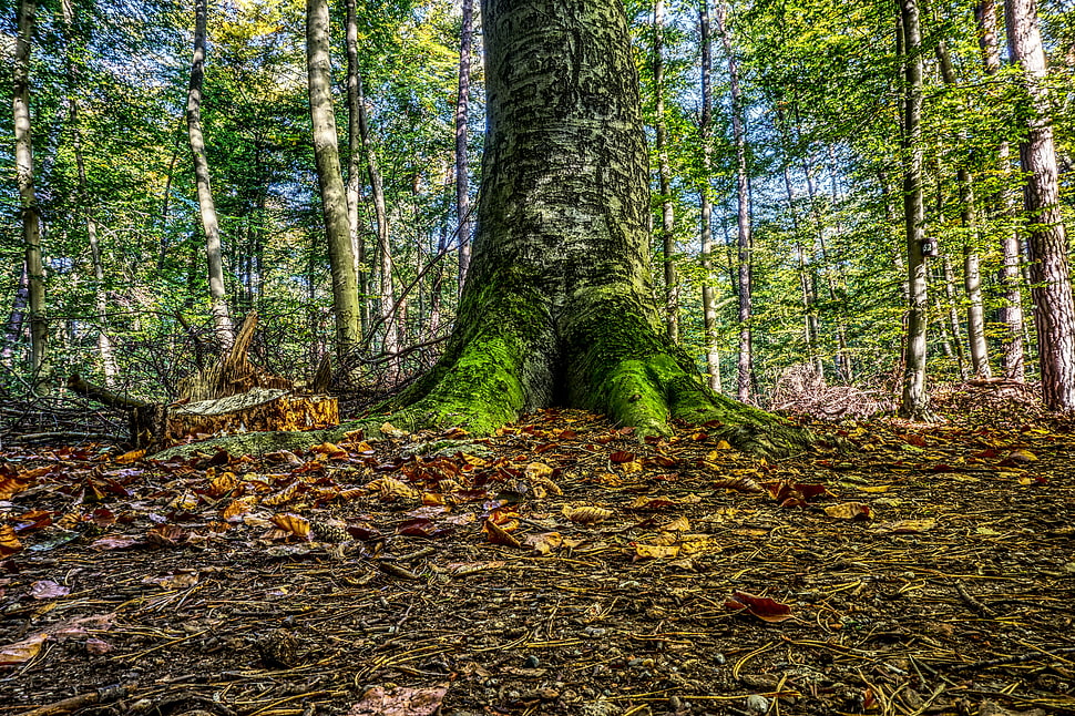 green and black tree HD wallpaper