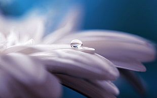 white flower petal, macro, water drops, nature