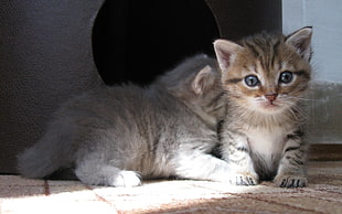 two kittens