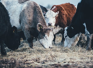 gray, brown, and black cows