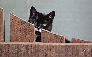 black short fur cat standing near brown wooden fence