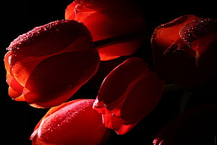 red Tulip flowers digital wallpaper
