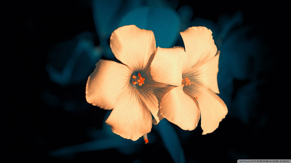 flowers, macro, plants HD wallpaper
