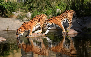 two brown tigers, tiger, animals, water, Bengal tigers HD wallpaper