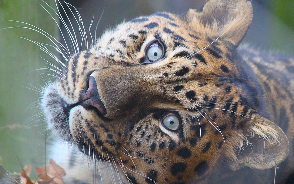 person showing black and brown tiger HD wallpaper