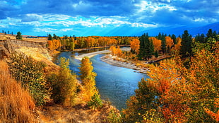 yellow leafed trees, nature, landscape, river, fall