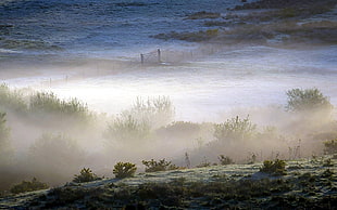 foggy grass field HD wallpaper