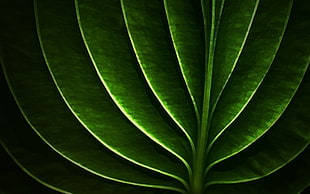 green leaf illustration, macro, leaves, filter