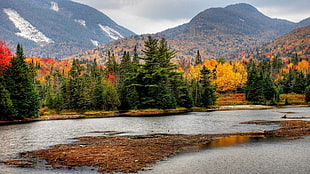 green pine tree, fall, forest