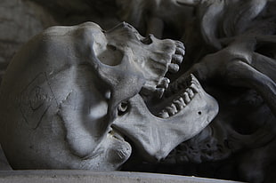 gray skull HD wallpaper