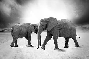 gray scale photography of elephants