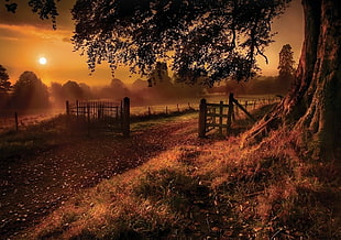 landscape photo of gate beside tree during sunset