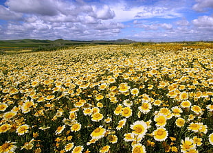 landscape photo of flower garden HD wallpaper