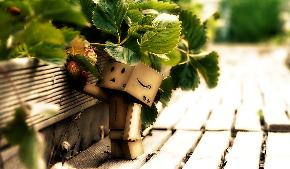 green and black leaf plant, Danbo HD wallpaper