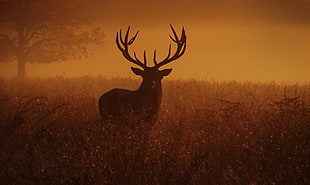brown deer, deer, animals, looking at viewer, dusk HD wallpaper