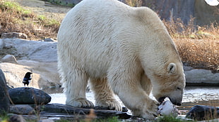 Polar bear, polar bears, animals, birds, eating