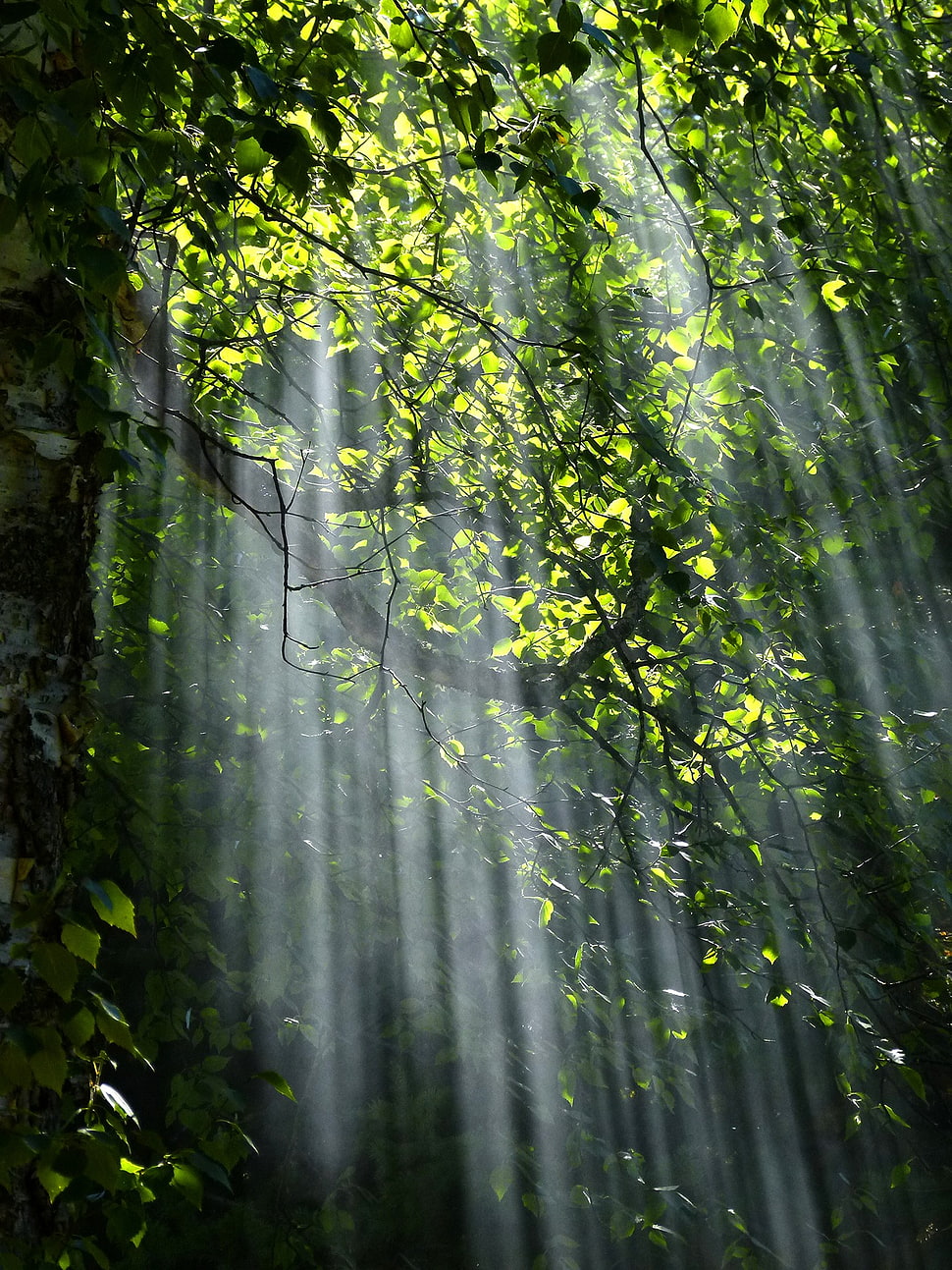 green leaf plant HD wallpaper