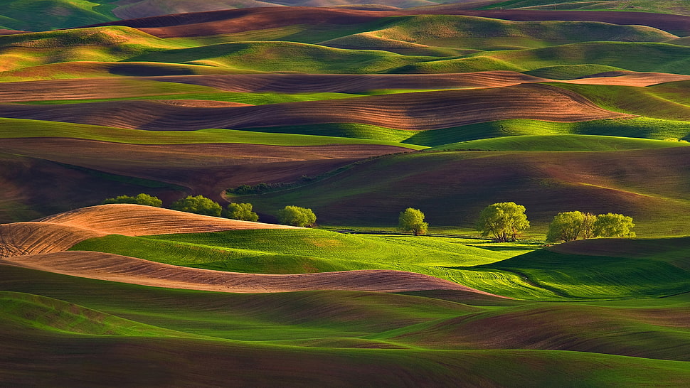 brown and green field painting HD wallpaper