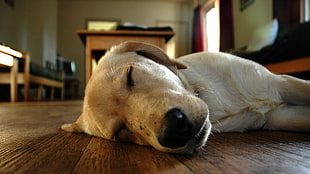 dog lying on brown wooden floor, animals, dog, Sleeping Dogs, depth of field