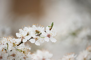 white cherry blossoms, Flowering, Spring, Tree