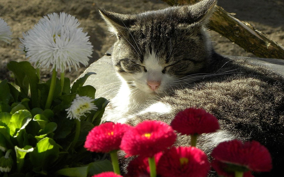 depth of field photo of silver tabby cat surrounded with flowers HD wallpaper