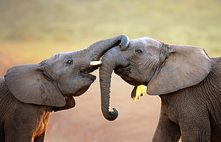 two gray elephants, nature, animals, elephant